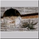 Marpissa muscosa - Rindenspringspinne 04 5mm Jungtier 01.jpg